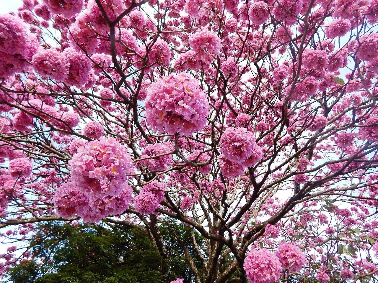 Ипе Лапачо. Бразилия цветущее дерево ипе. Лапачо дерево. Розовое дерево Aniba rosaeodora.