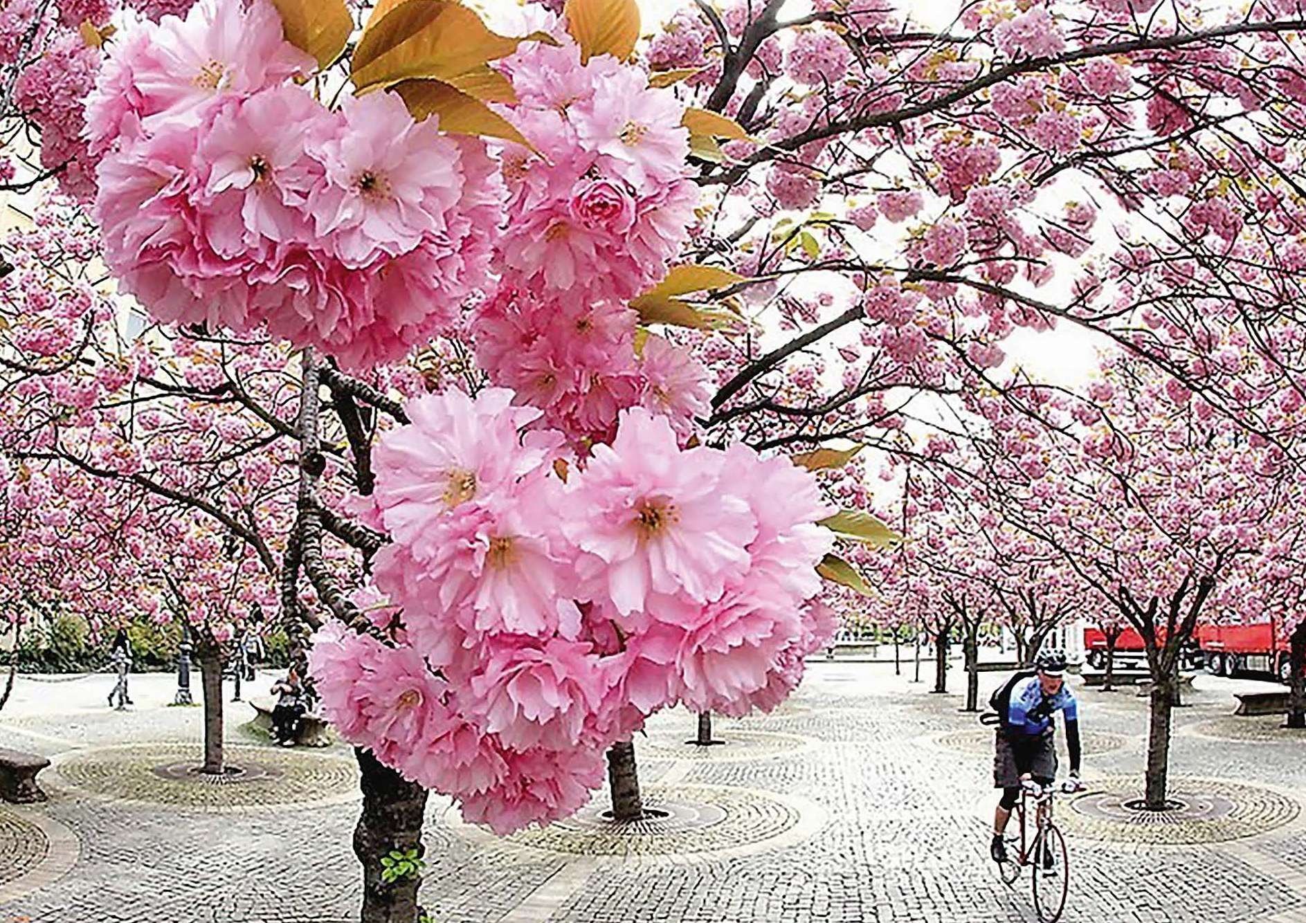 Розовые деревья в краснодаре. Сакура Ошидори. Сакура (вишня декоративная) Ошидори. Цветение Сакуры в Краснодаре. Сакура Ошидори плоды.