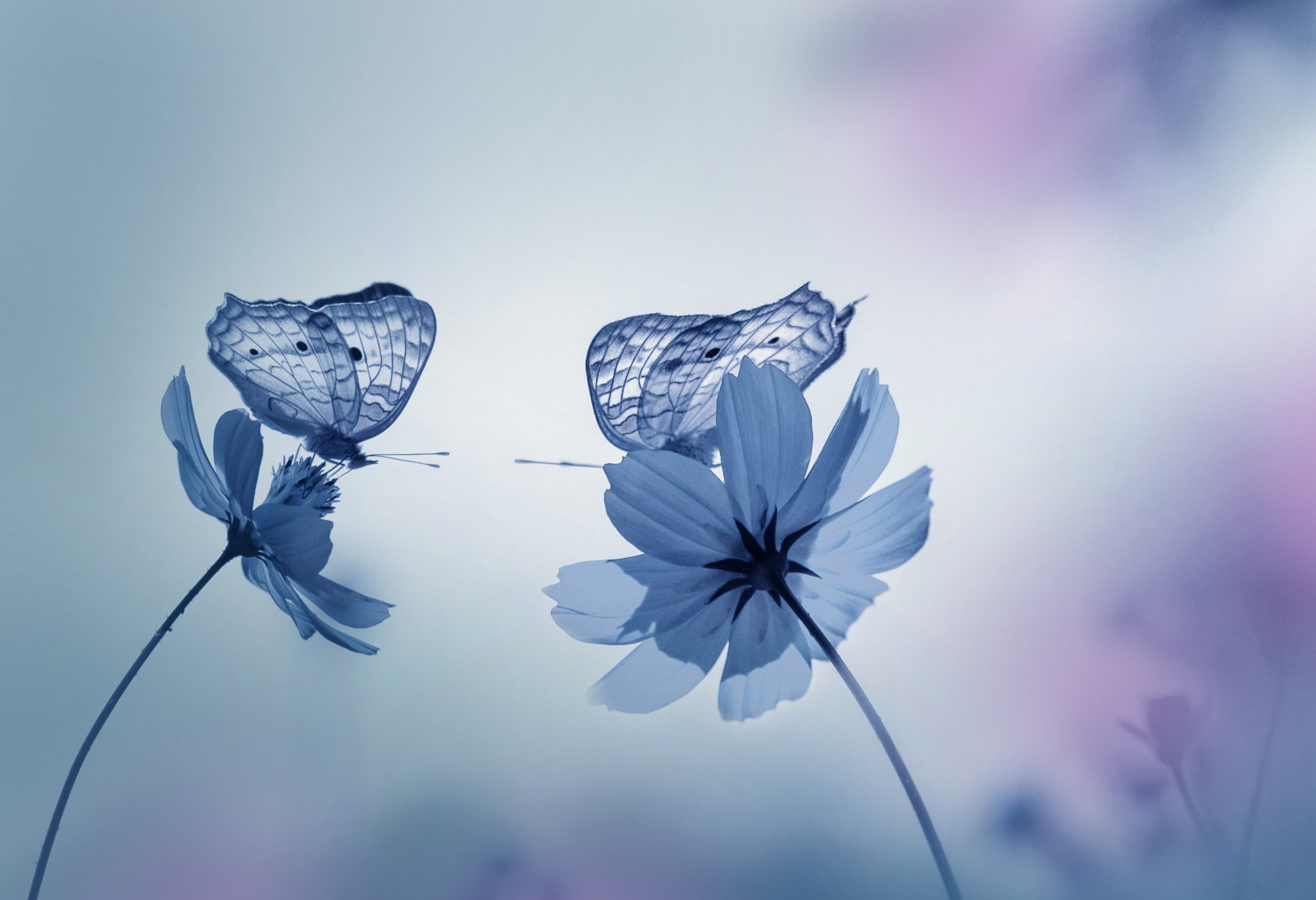 Голубые бабочки фон. Бабочка на цветке. Картинки на рабочий стол бабочки. Голубая бабочка. Нежные бабочки.