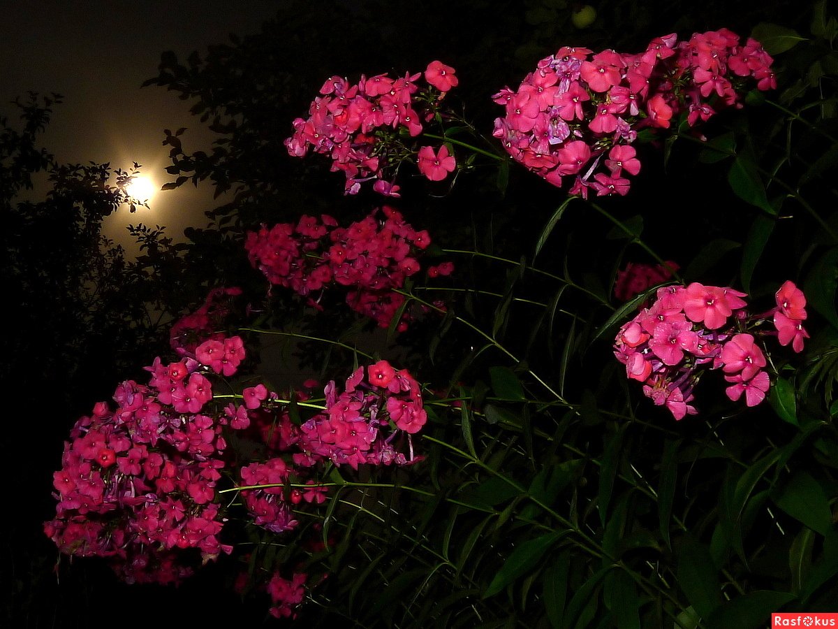 Цветы ночью