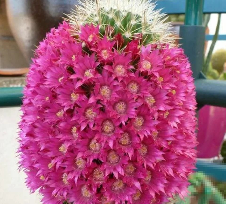 Самые красивые кактусы с цветами