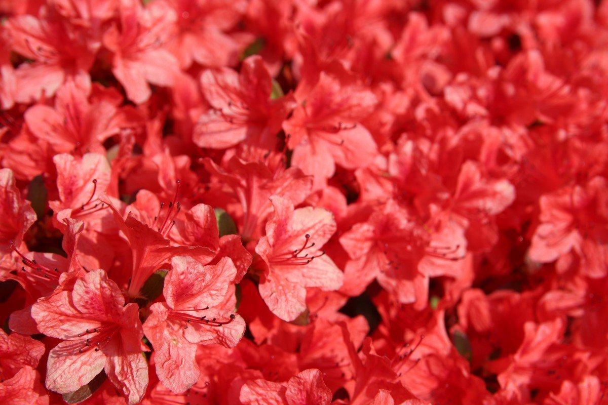 Мелкие красные цветы
