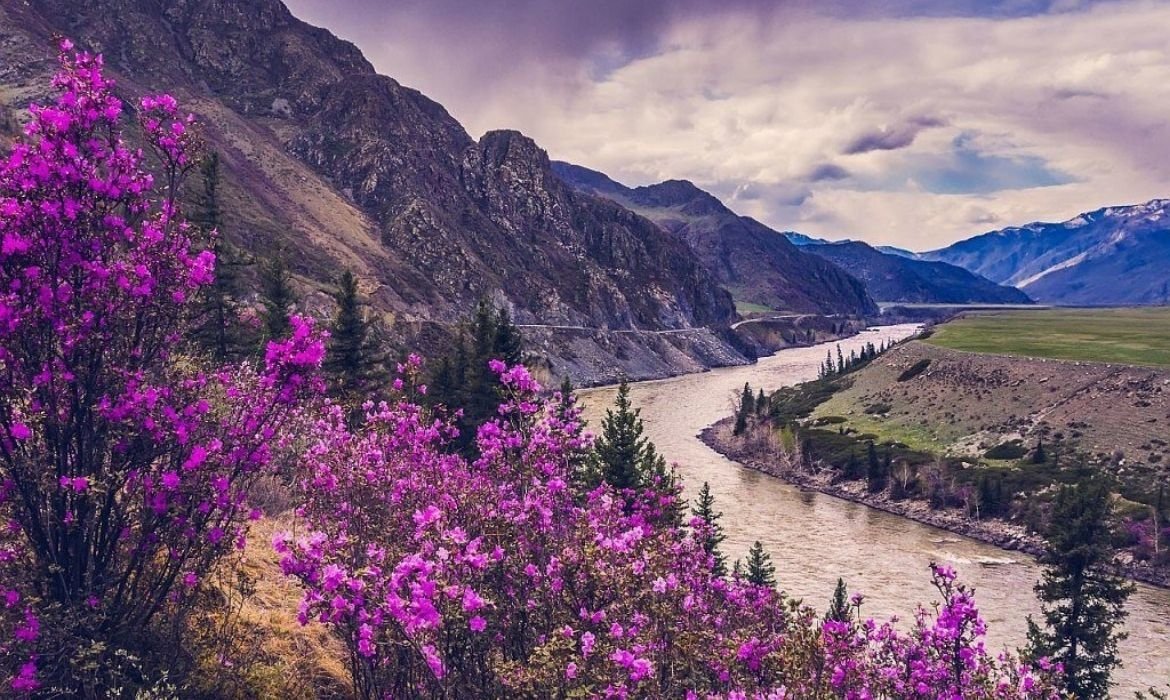 Фиолетовые цветы в горах