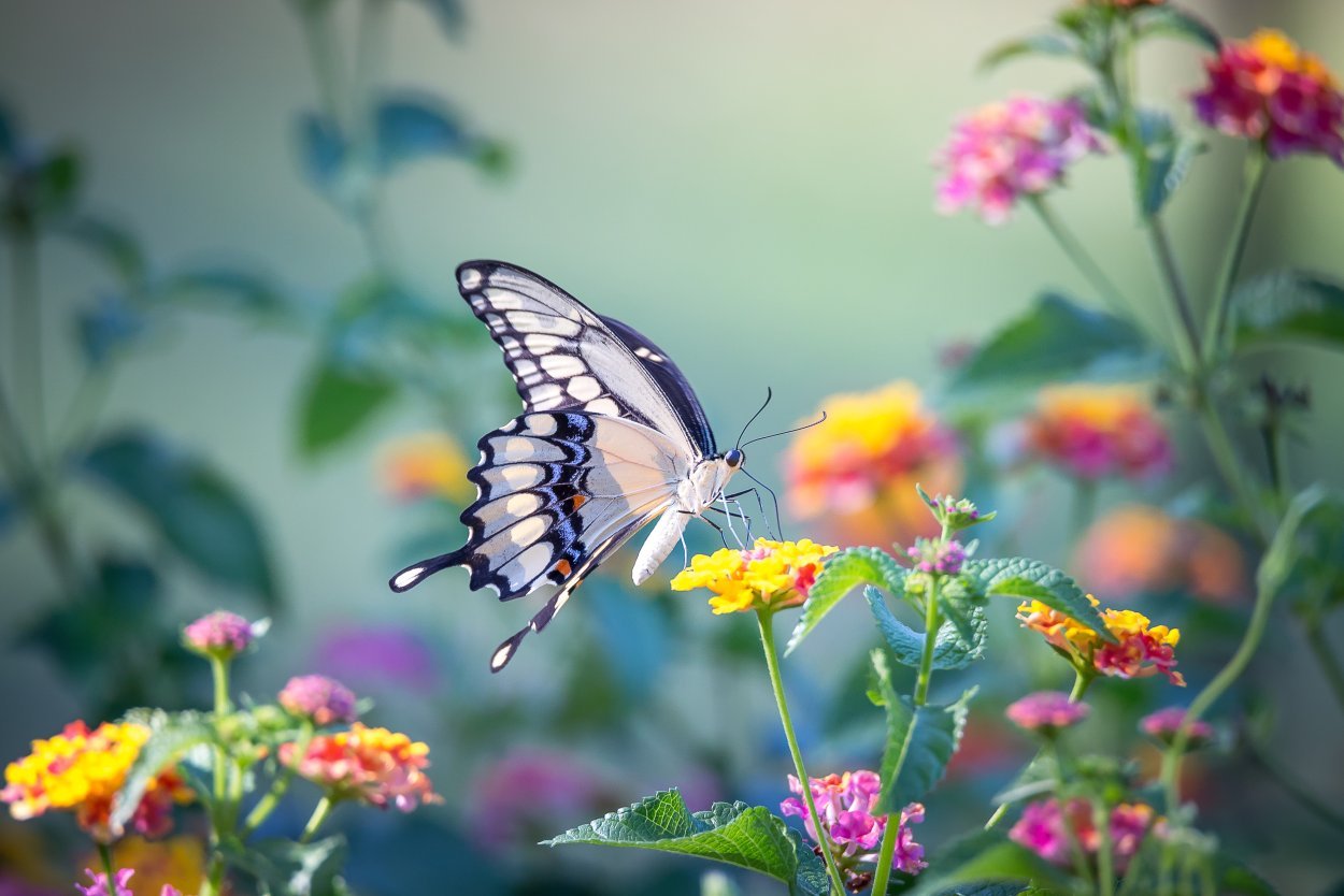 Бабочки в цветах. Бабочка на цветке. Красивые бабочки на цветах. Лето бабочки. Красивые цветы с бабочками