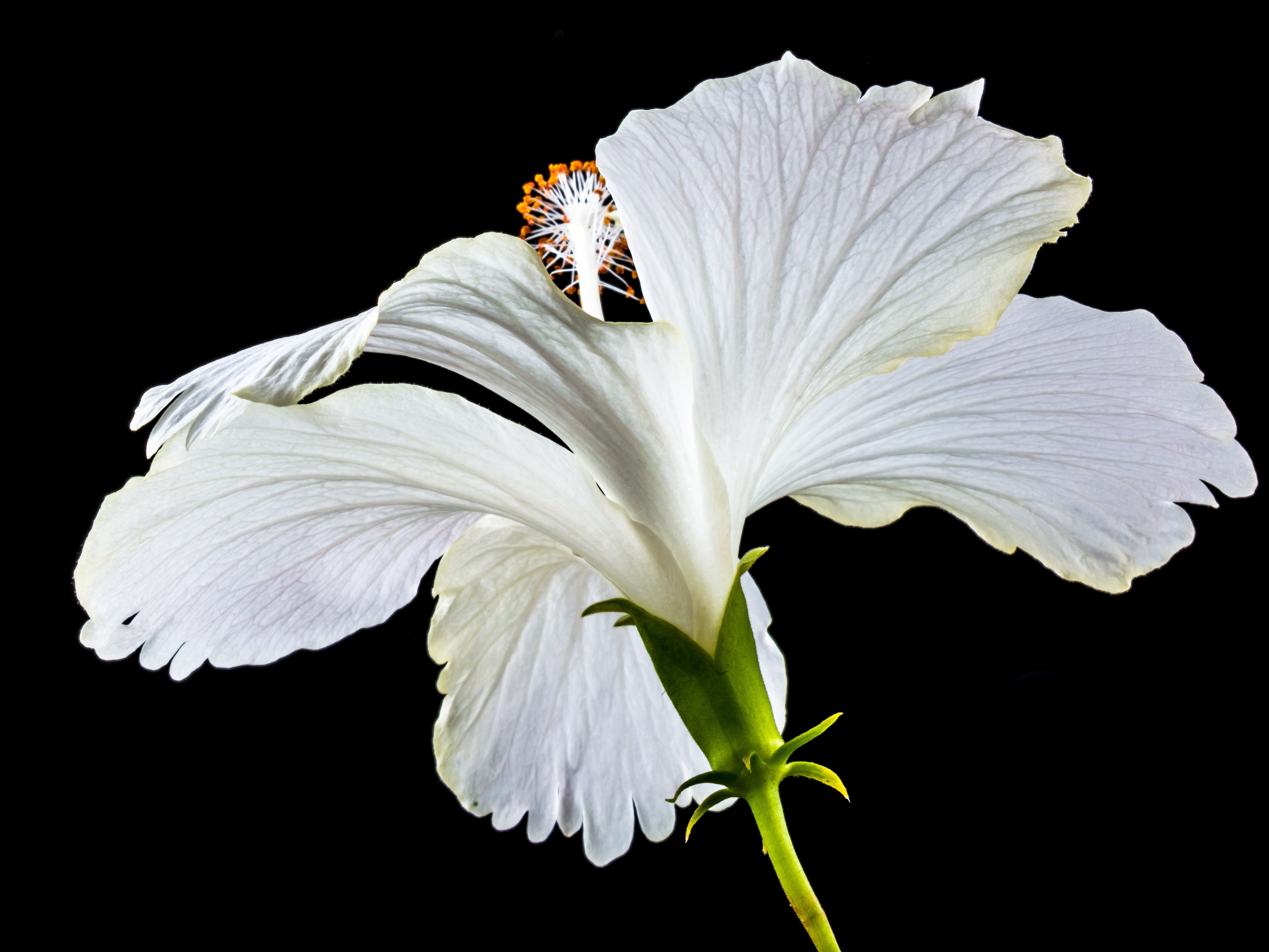 Ноги белый цветок. Гибискус зефир белый. Гибискус белый. Белые длинные цветы. Белоснежные цветы.