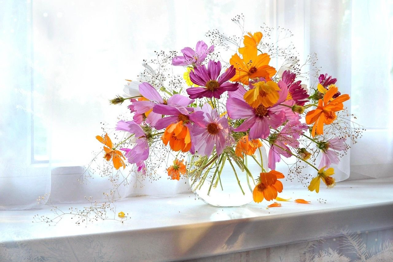 Пожелания доброго дня картинки гифки. Космея цветок. Космея Фотонатюрморты. Открытки приятного дня. Цветы космея в вазе.