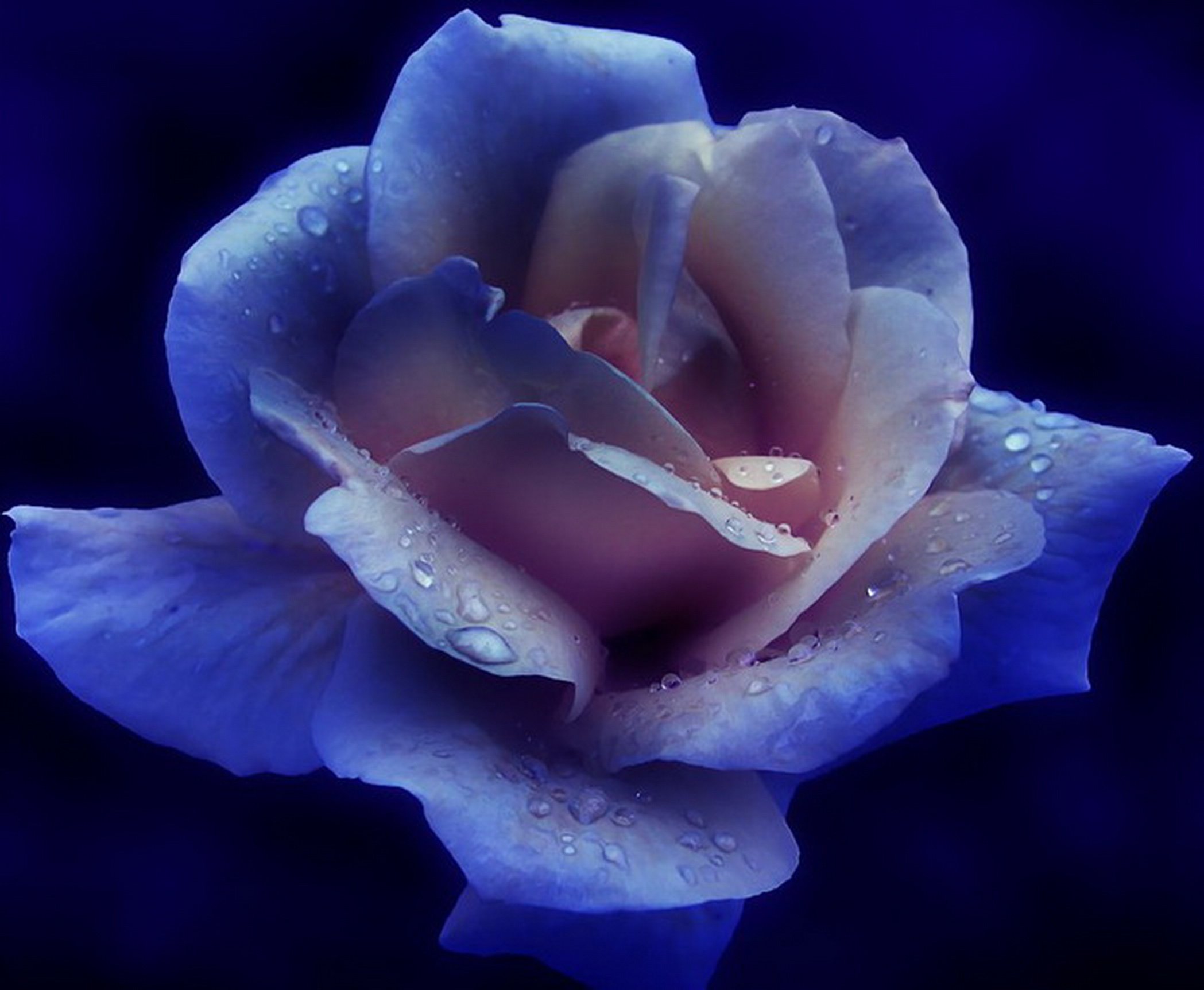 Видео красивых роз. Очень красивые цветы. Красивые розы. Самые красивые розы. Необычные розы.