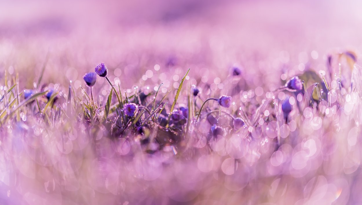 Маленькие фиолетовые цветы