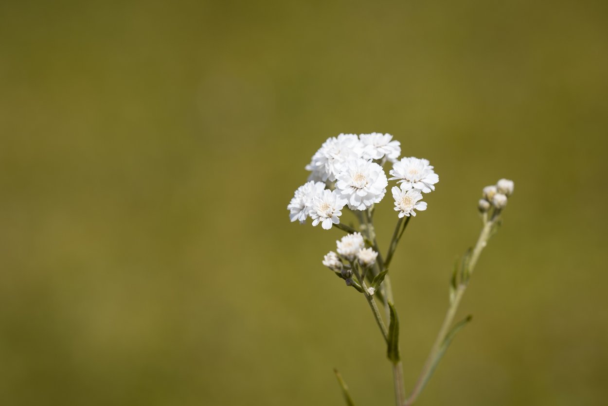 Мелкие белые полевые цветы