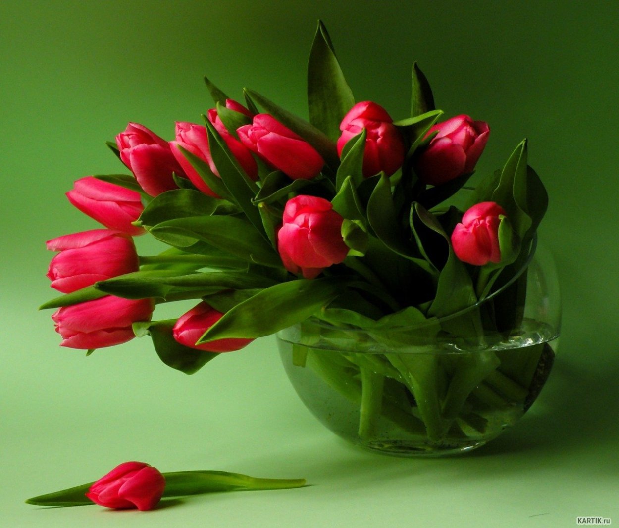 Поздравления с днем рождения тюльпаны