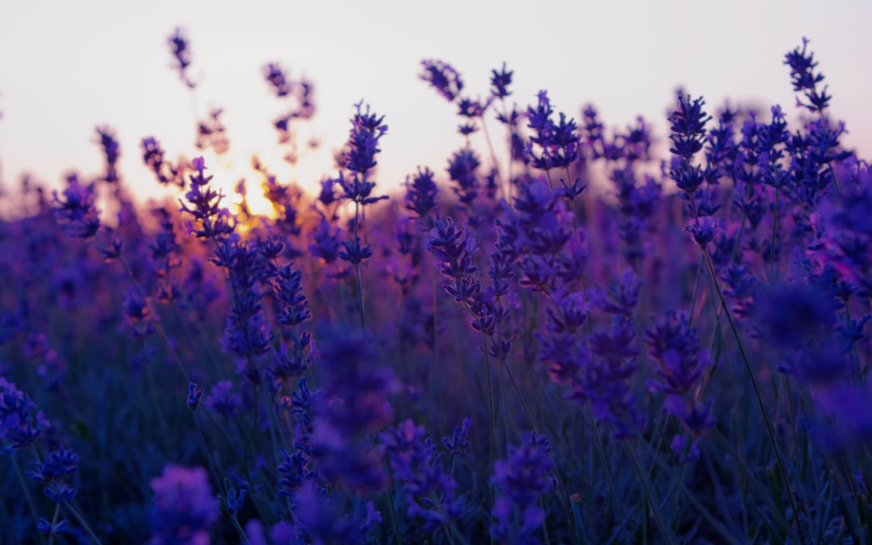 Поле с фиолетовыми цветами