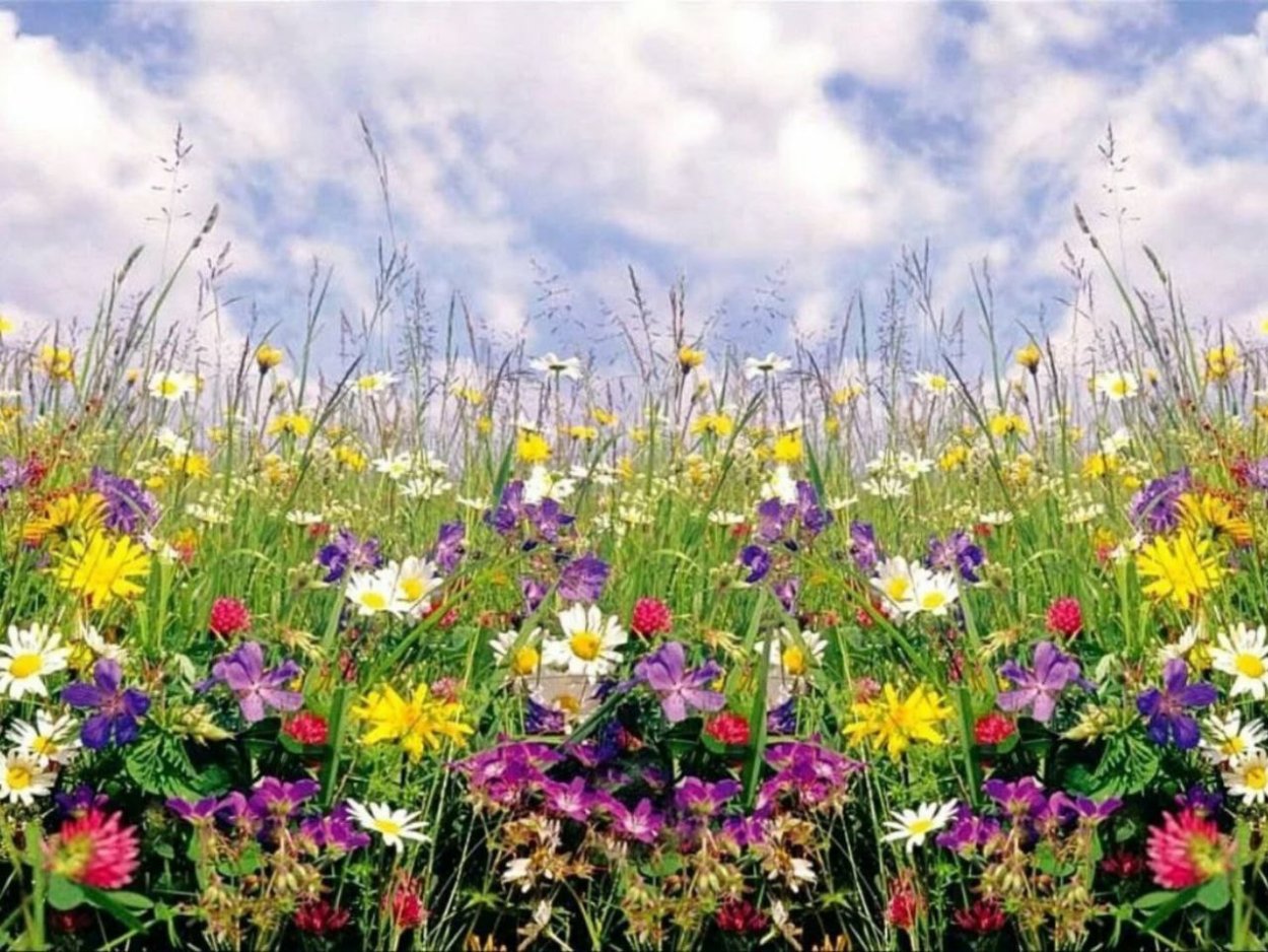 Весенние полевые цветы
