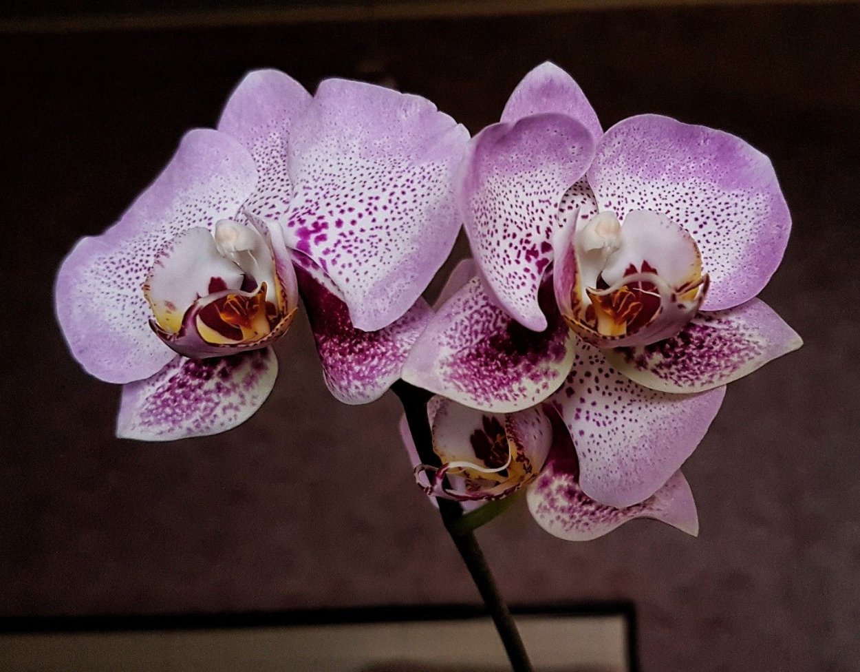 Орхидея с крупными цветами