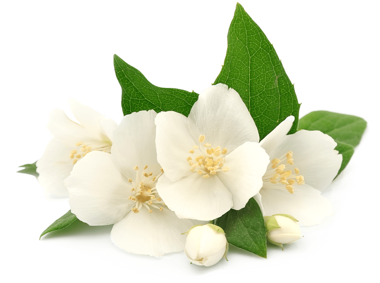 Белый мускус цветок