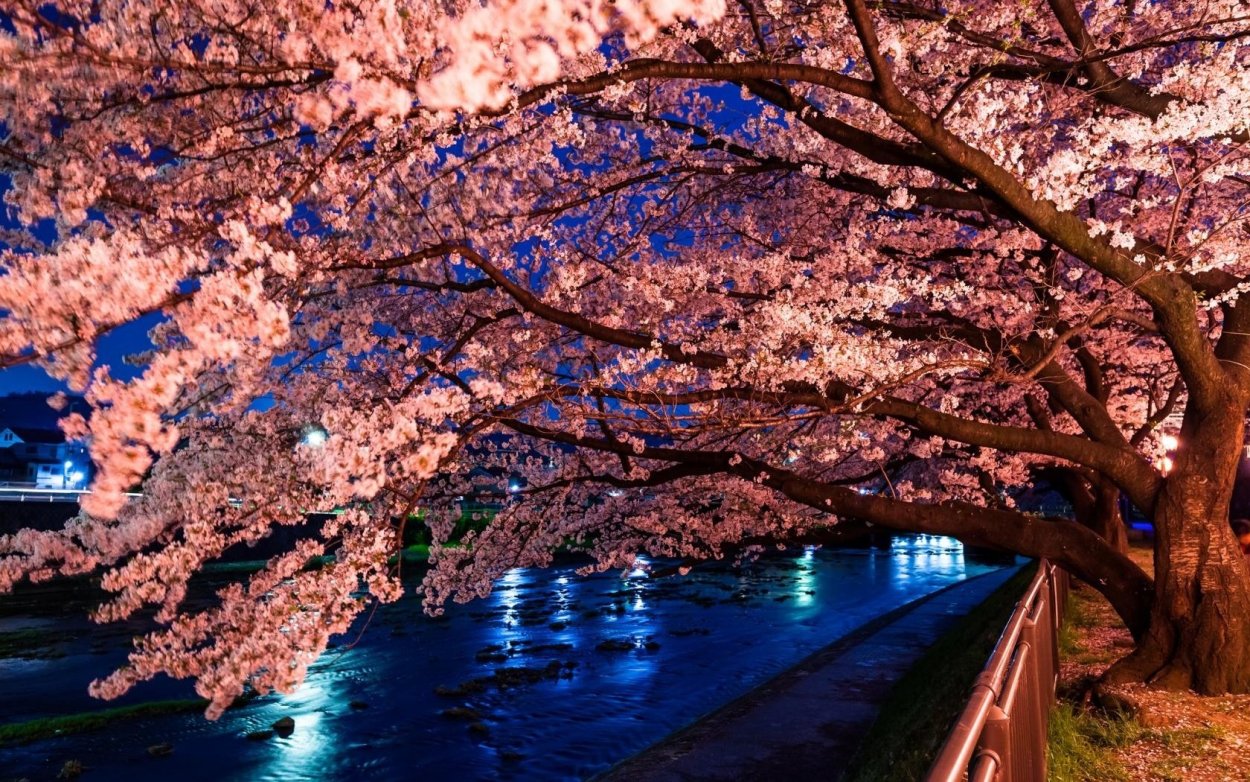 Цветущая сакура дерево