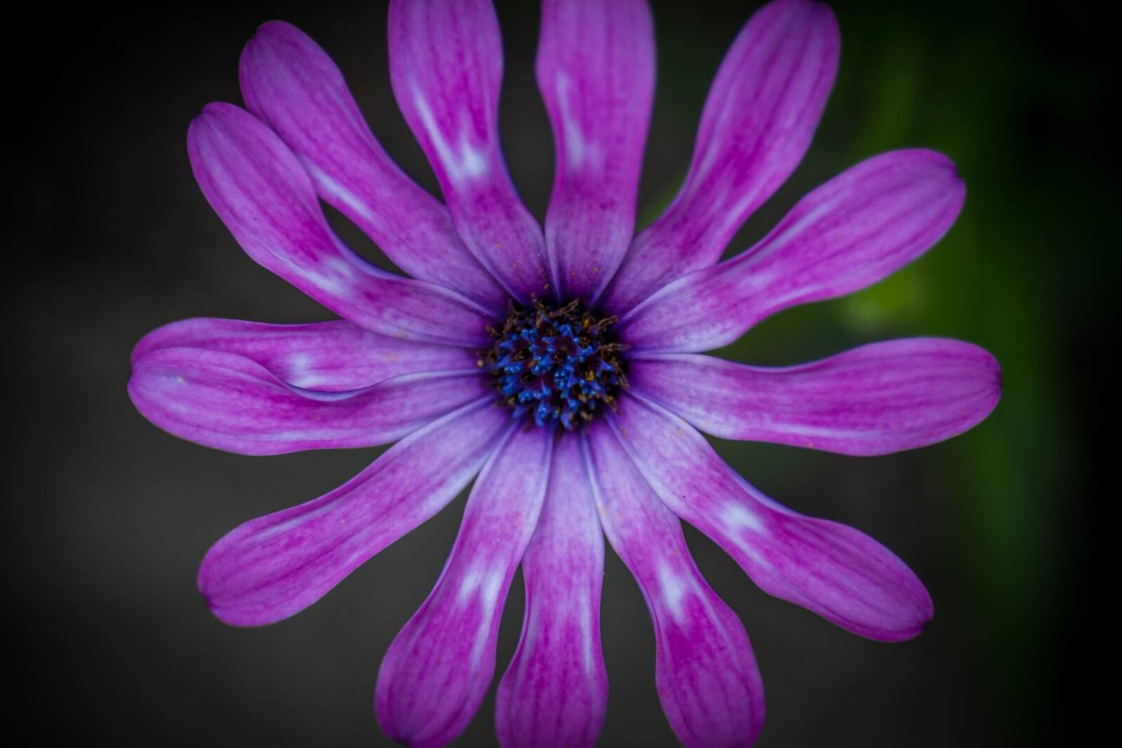 Цветок с фиолетовыми лепестками