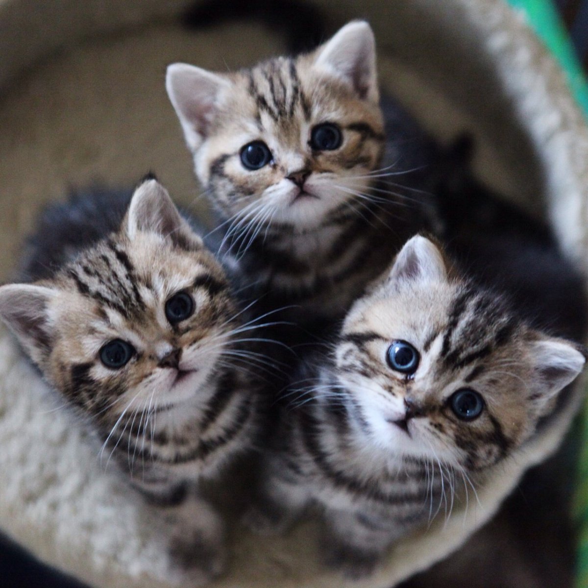 Три котенка. Три кошки. Котята милашки. Трое котят.