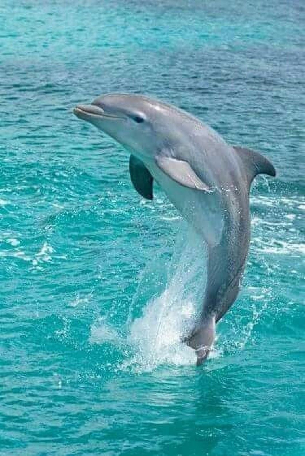 Дельфин животное