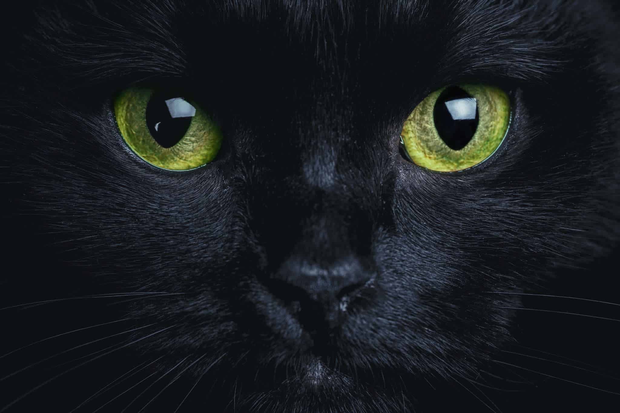 Черный зеленый глазками. Черная Бомбейская кошка с зелеными глазами. Чёрный кот с зелёными глазами. Черная кошка с зелеными глазами. Черный кон с зелёными глазами.