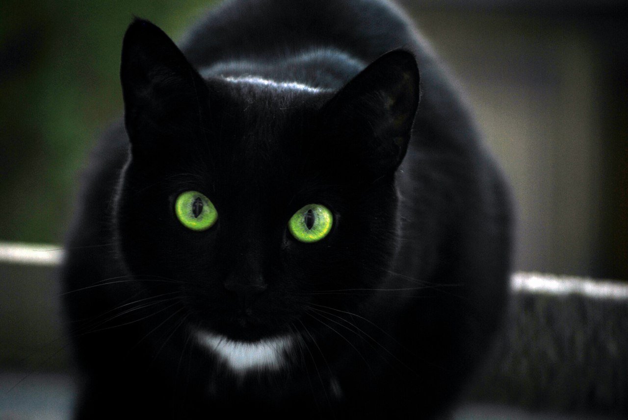 Черный зеленый глазками. Бомбейские кошки чёрно-белые. Бомбейская кошка с зелеными глазами. Бомбейская кошка черно белая. Кошка порода Бомбейская чёрная зеленые глаза.