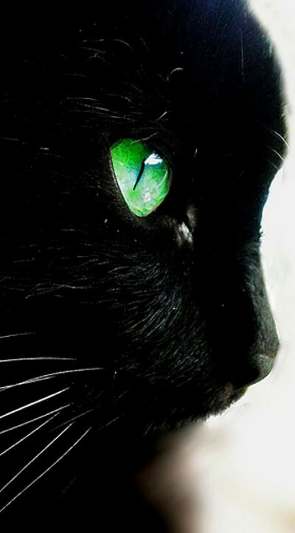 Аватар черный кот. Чёрный кот с зелёными глазами. Черная кошка с зелеными глазами. Чёрные коты с зелёными глазами. Чёрный котёнок с зелёными глазами.