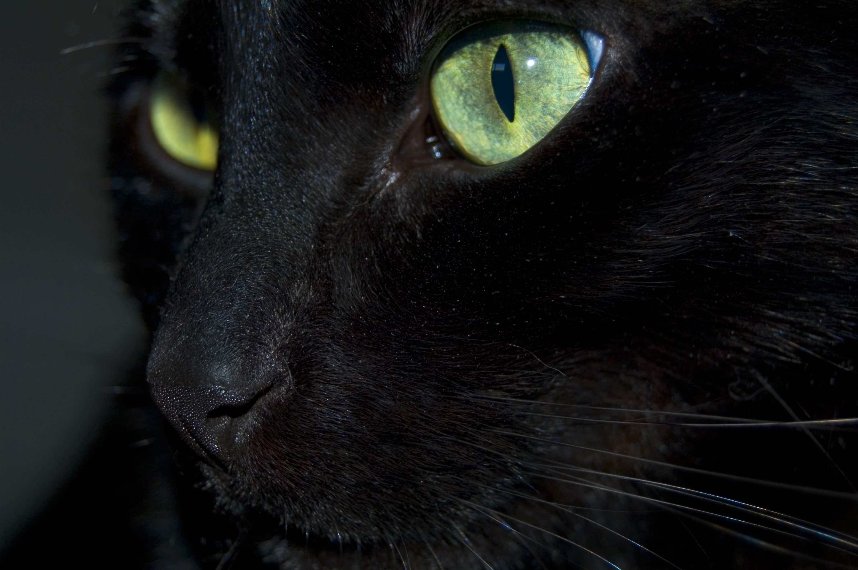 Черная кошка с зелеными глазами. Чёрный кот. Чёрный кот с зелёными глазами. Черный кот с голубыми глазами.