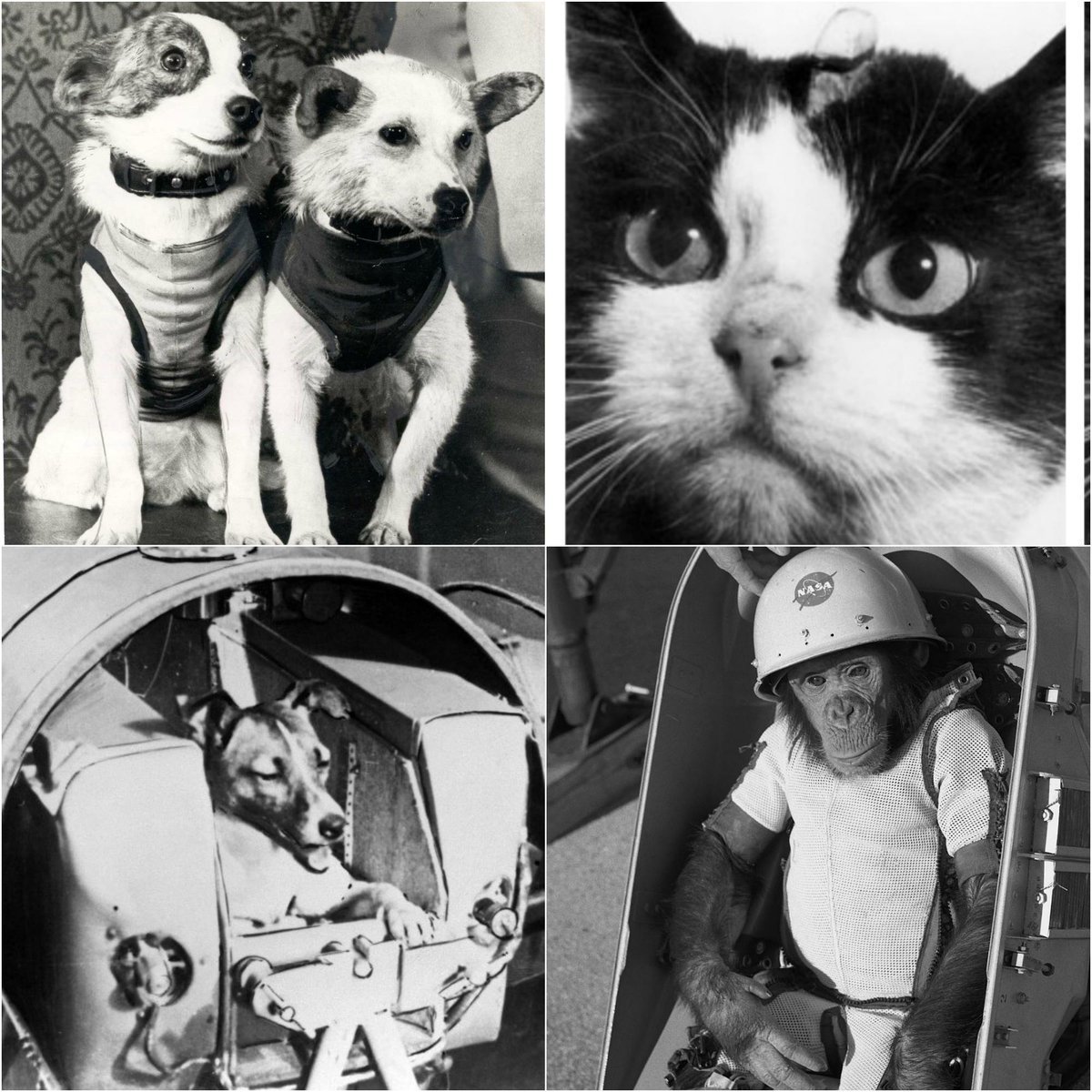 Сколько собак летало в космос. Кошка Фелисетт. Животные в космосе. Первые животные полетевшие в космос. Первые космонавты животные.