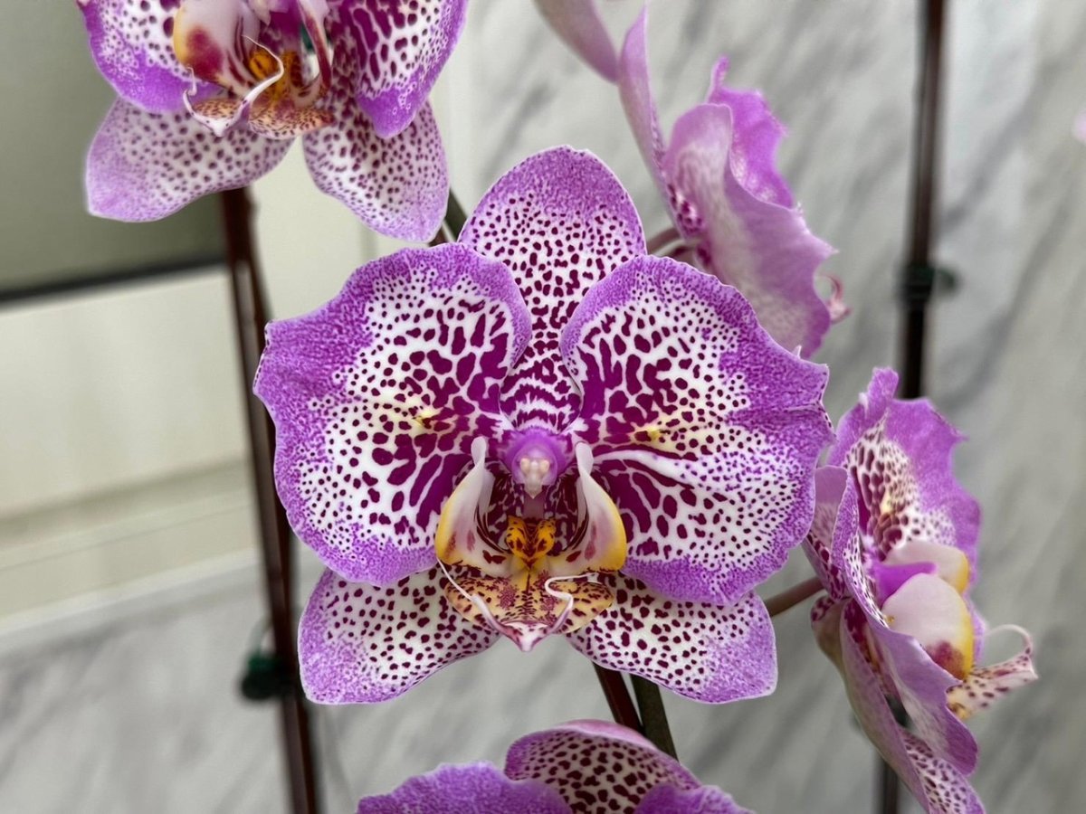 Орхидея сого даймонд