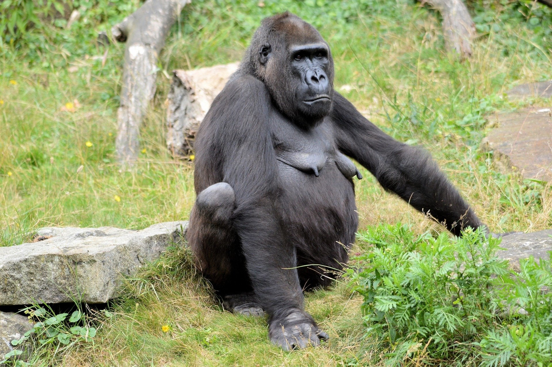 Сколько стоит горилла. Горилла и шимпанзе. Приматы горилла. Большие обезьяны. Горилла фото.