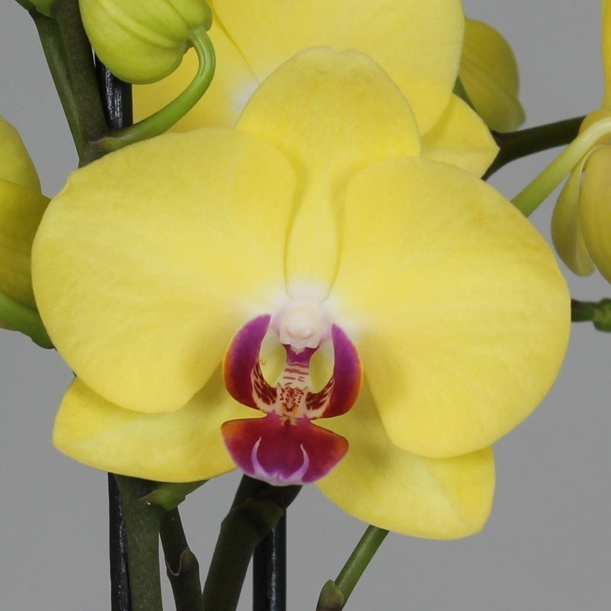 Орхидея мирафлора
