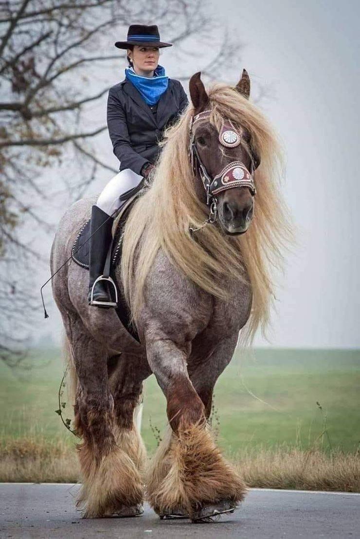 Верховая большая. Бельгийский тяжеловоз брабансон. Бельгийский Першерон лошадь тяжеловоз. Бельгийский брабансон лошадь.