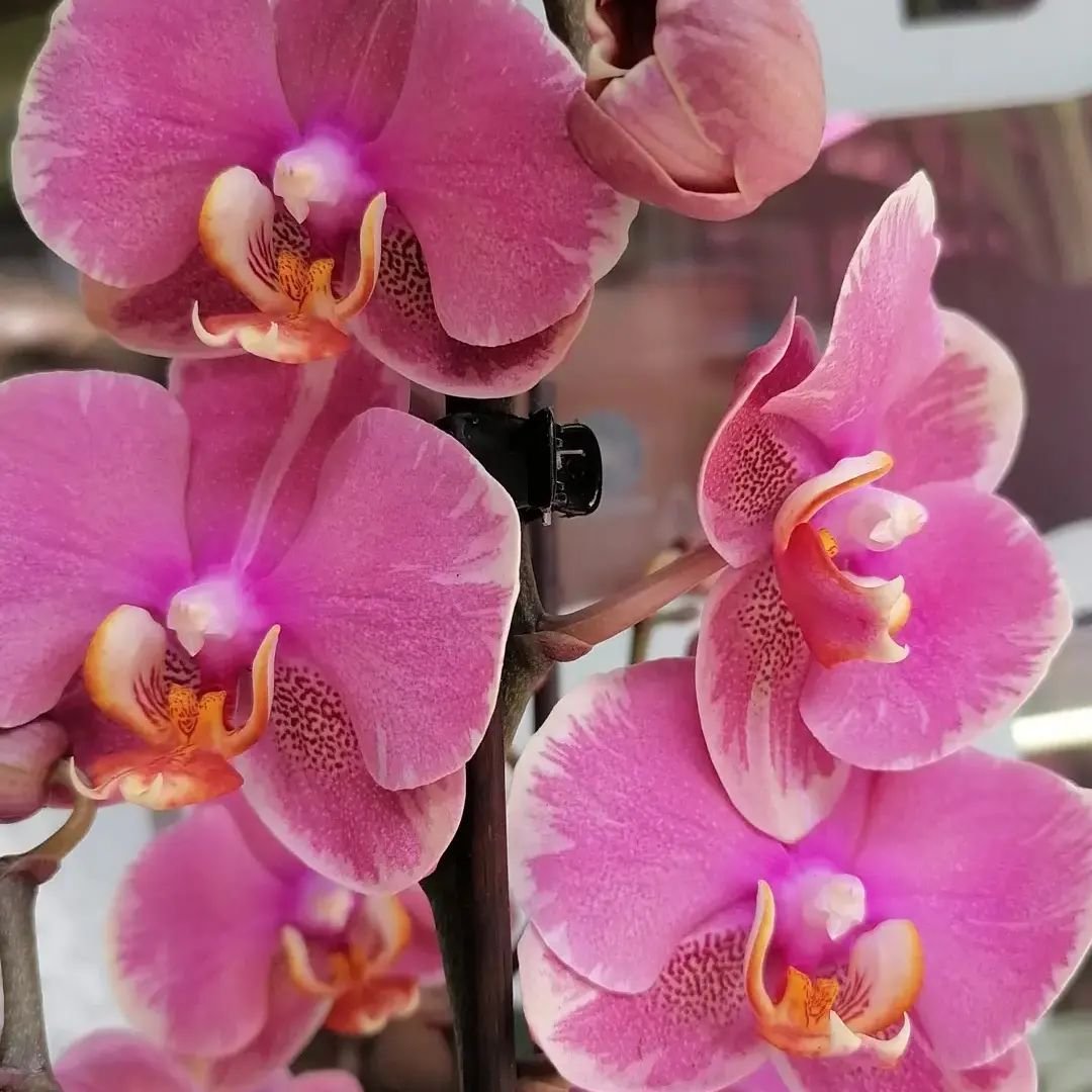 Орхидея ханни
