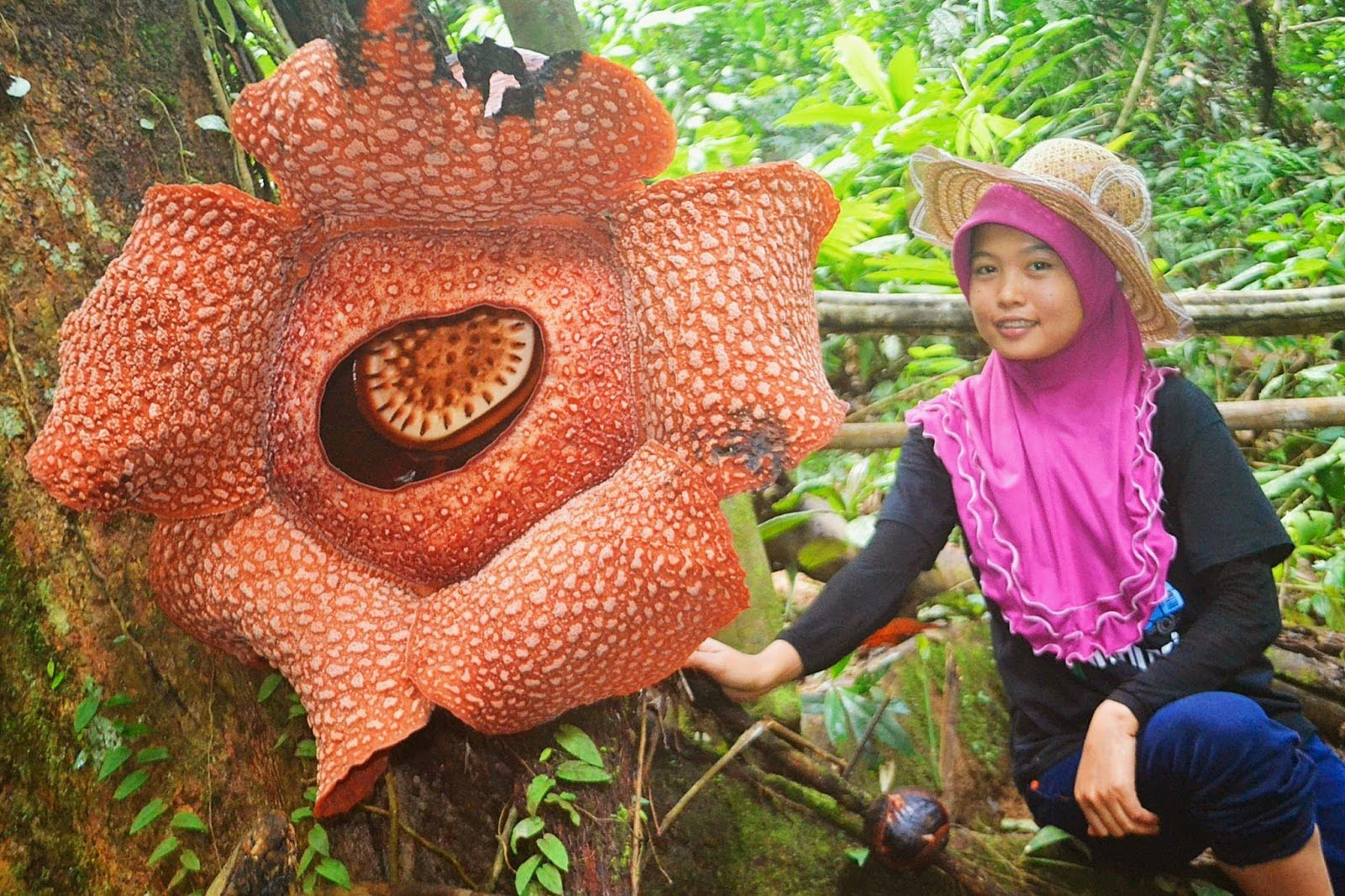 Очень интересные растения в мире. Раффлезия Арнольда. Растение раффлезия Арнольди. Раффлезия Арнольди (Трупная Лилия. Раффлезия Арнольди самый большой цветок в мире.