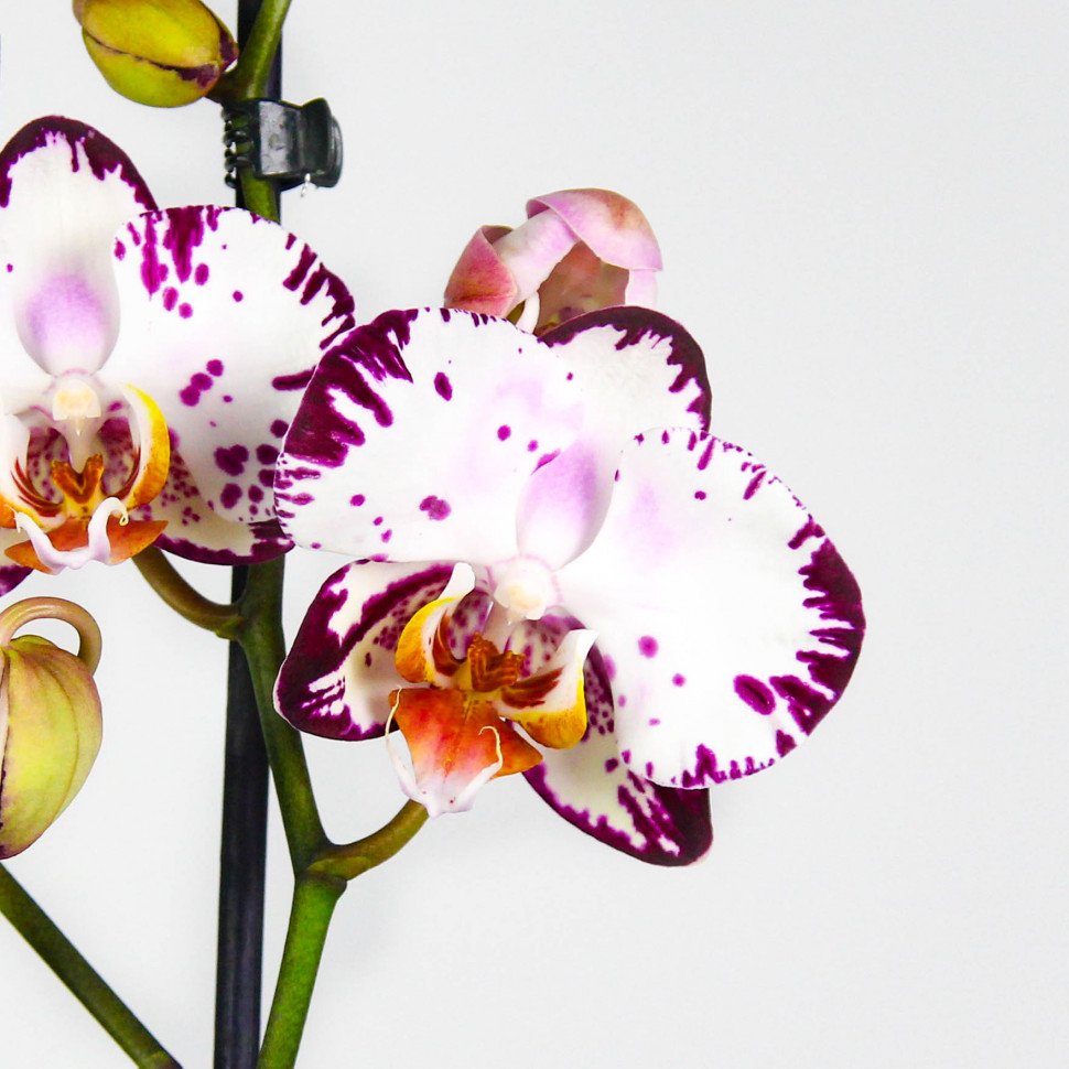 Орхидея бернадетта
