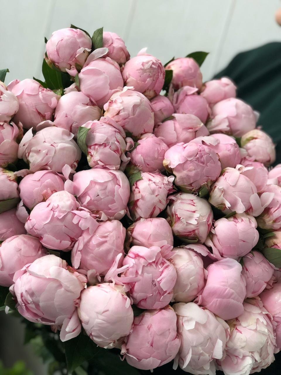 Тюльпановидные розы