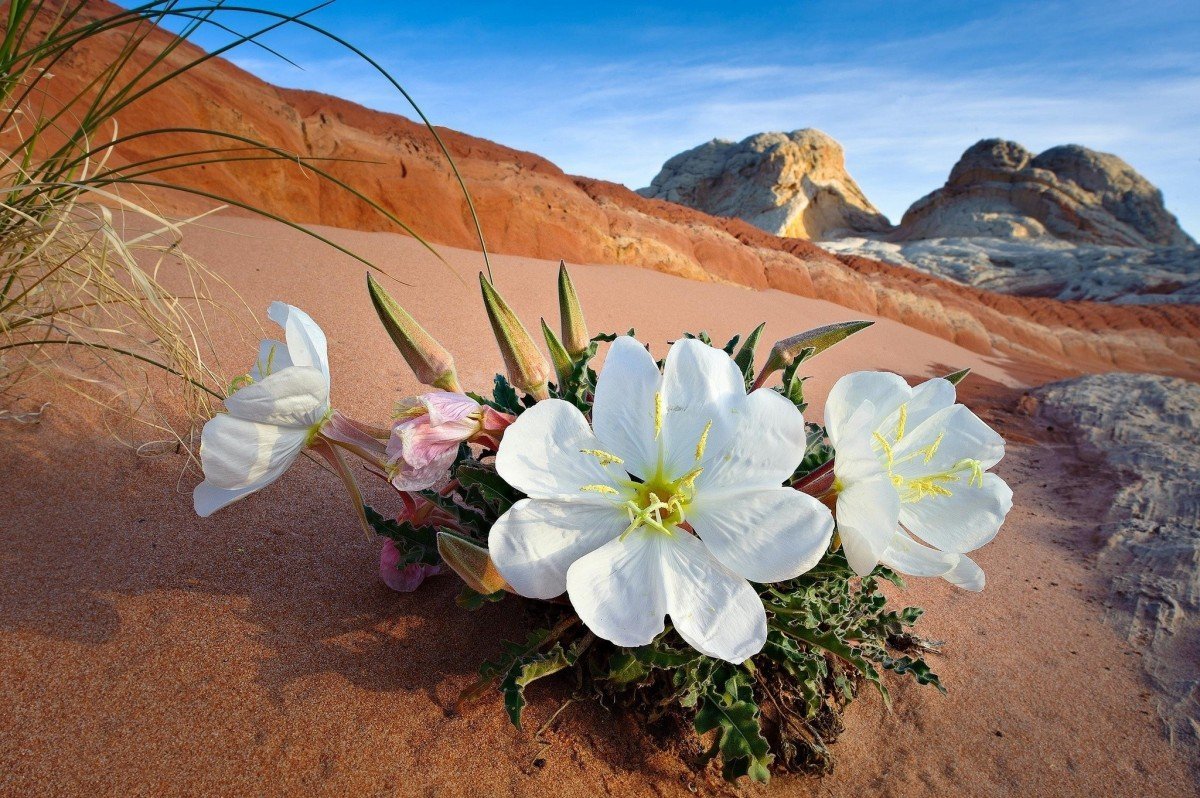 Цветы пустыни
