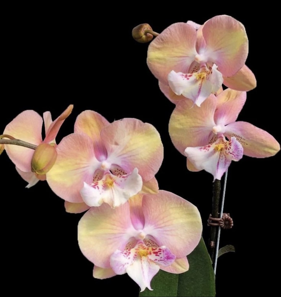 Орхидея единорог