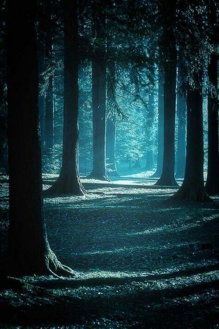 Ночь лес
