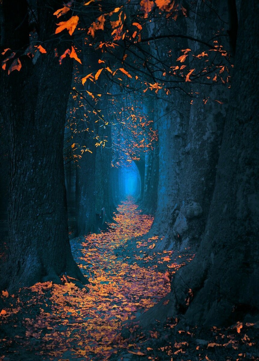 «Ночь в лесу». Волшебный лес. Осень ночь. Ночной осенний лес. Сказочным кажется ночной лес текст