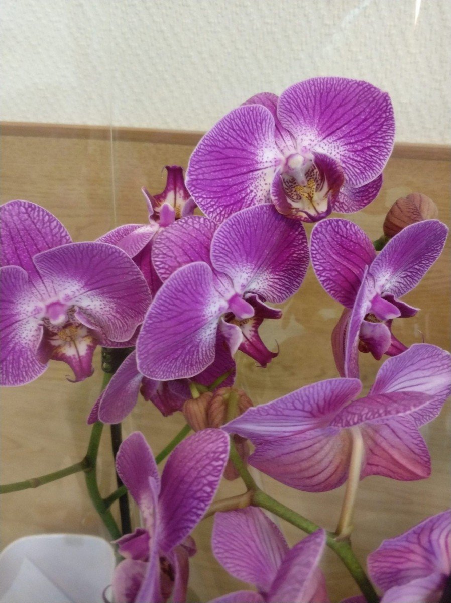 Орхидея кливленд