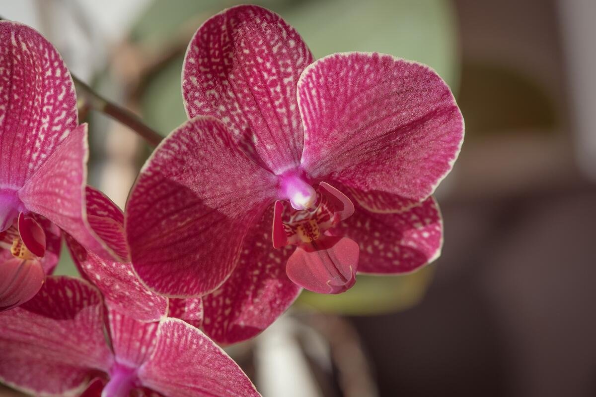 Ред сезам орхидея