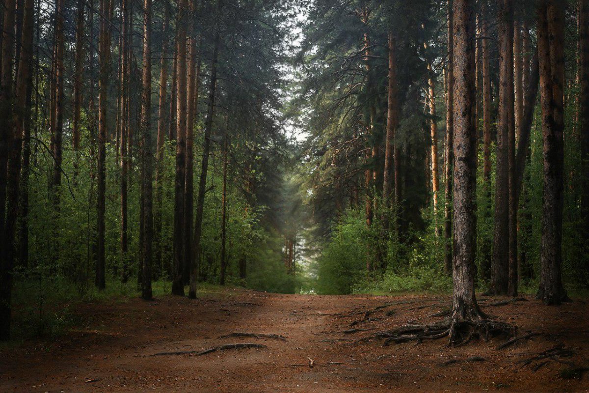 Черустинский лес