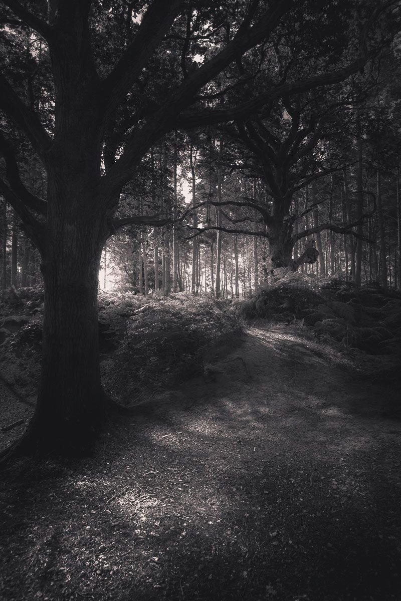 Темный лес эстетика