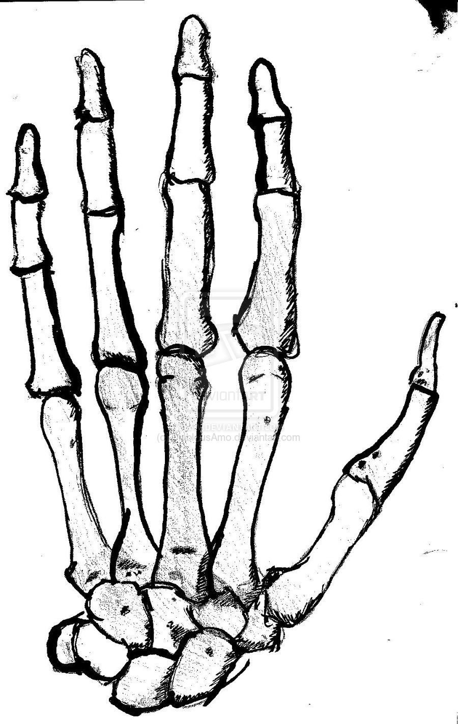 Рисунок кость