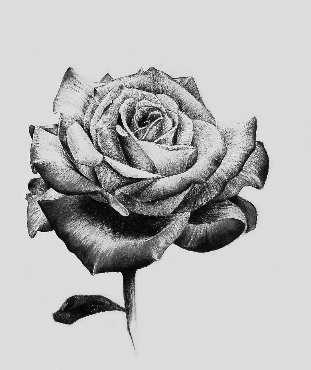Розы рисунок карандашом