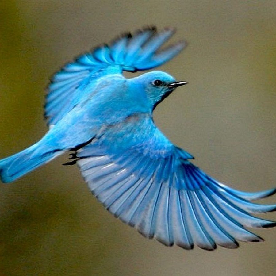 Птица с синими крыльями
