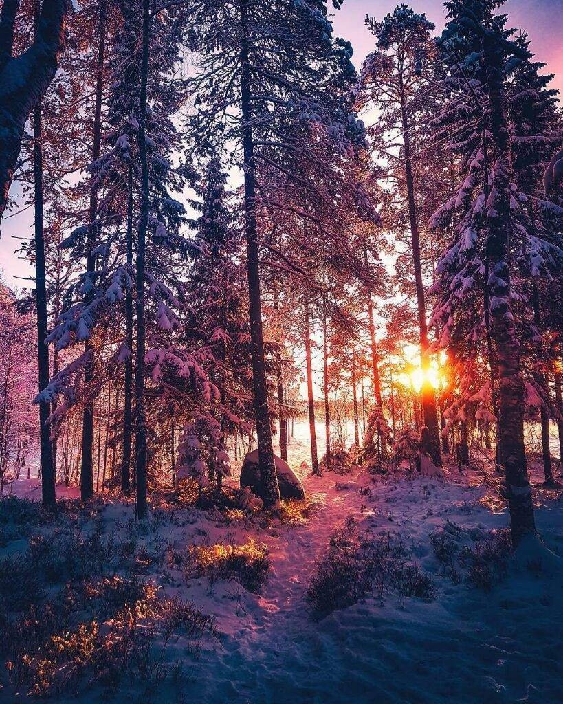 Вечерний лес