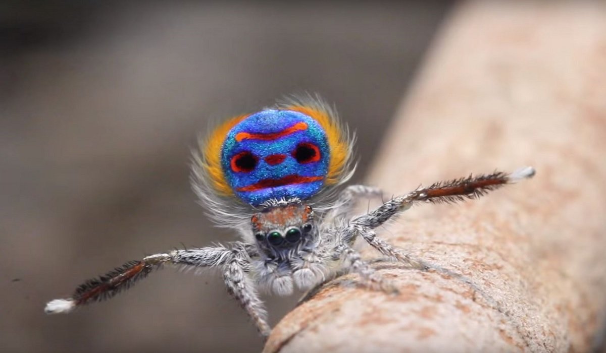 Танцующий паук