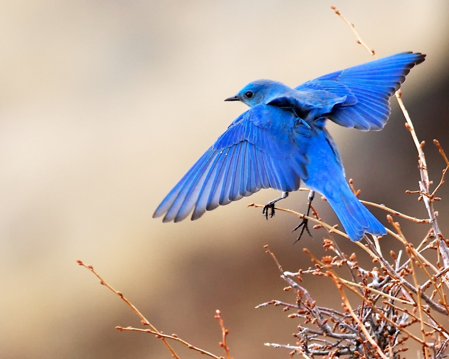 Дерево синей птицы. Сиалия Лазурная птица. Лазоревая птица Грандала. Синяя птица орнитология. Синий Дрозд.