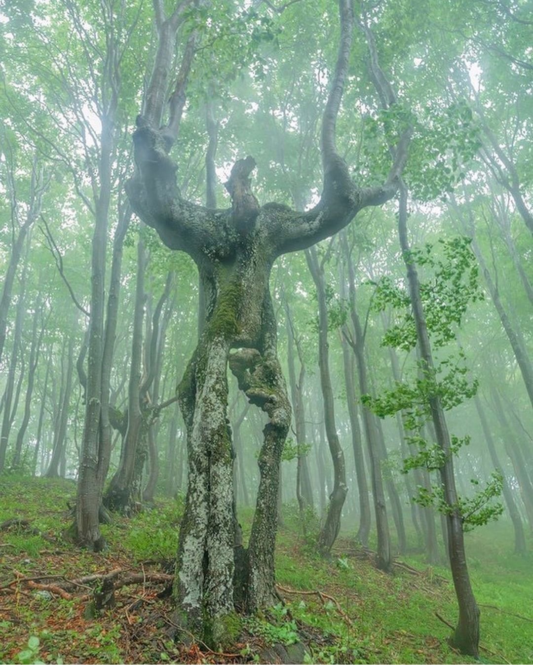 Необычный лес